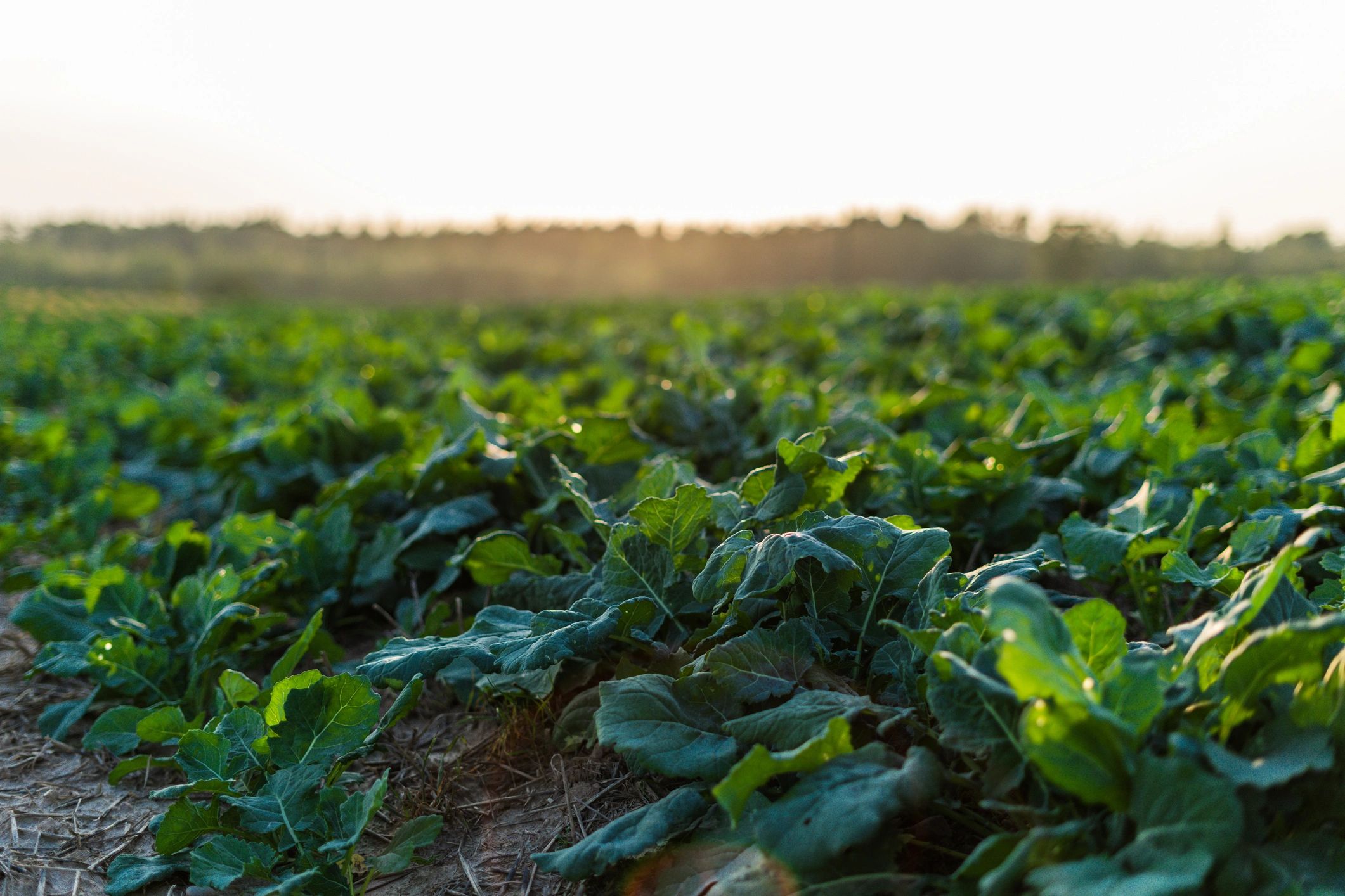 Farm field at golden hour