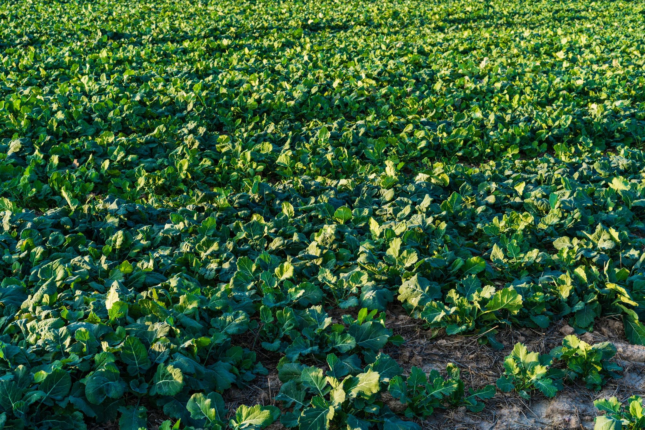 Agricultural field under blue skies