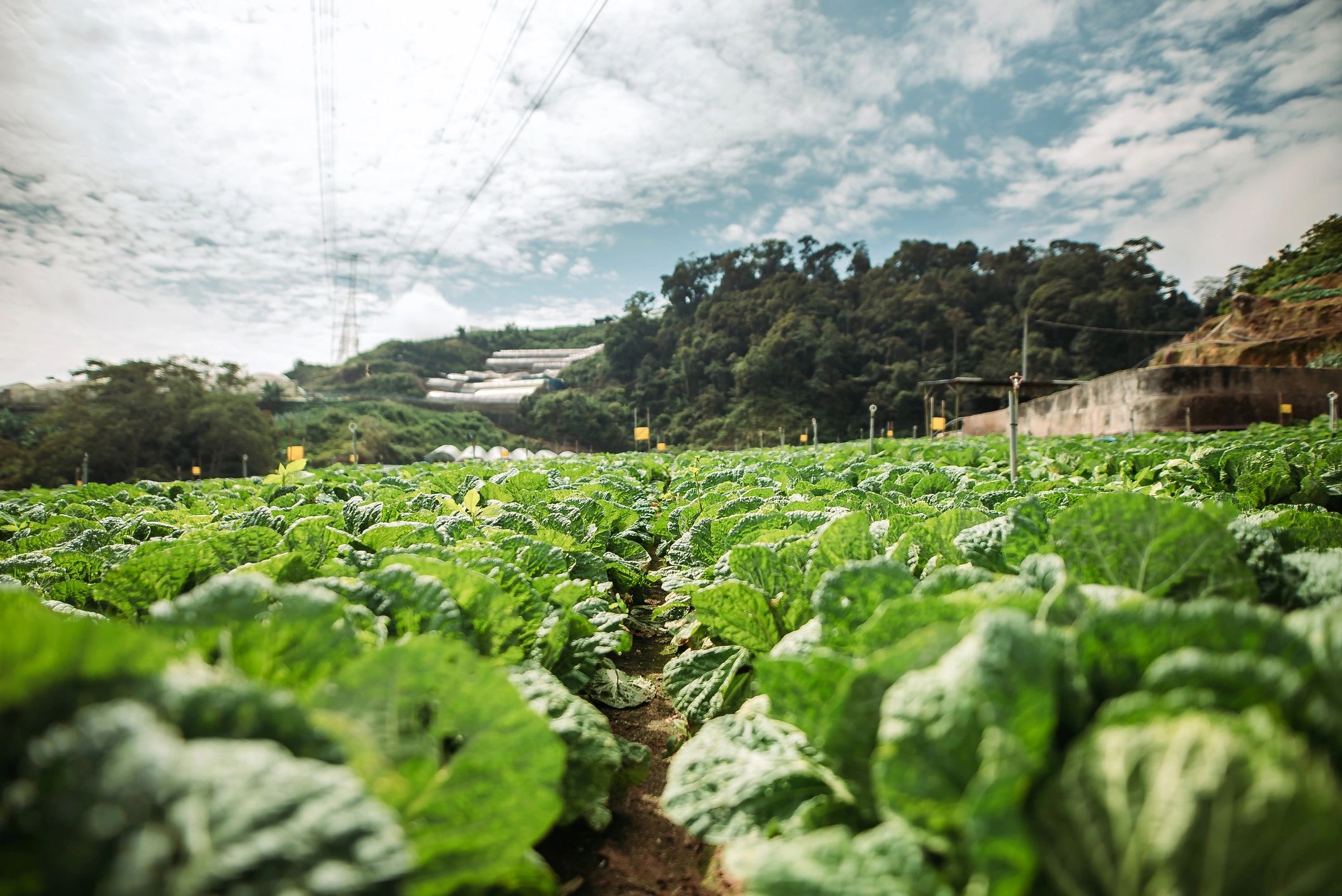 Wide agricultural field with hills and blue sky