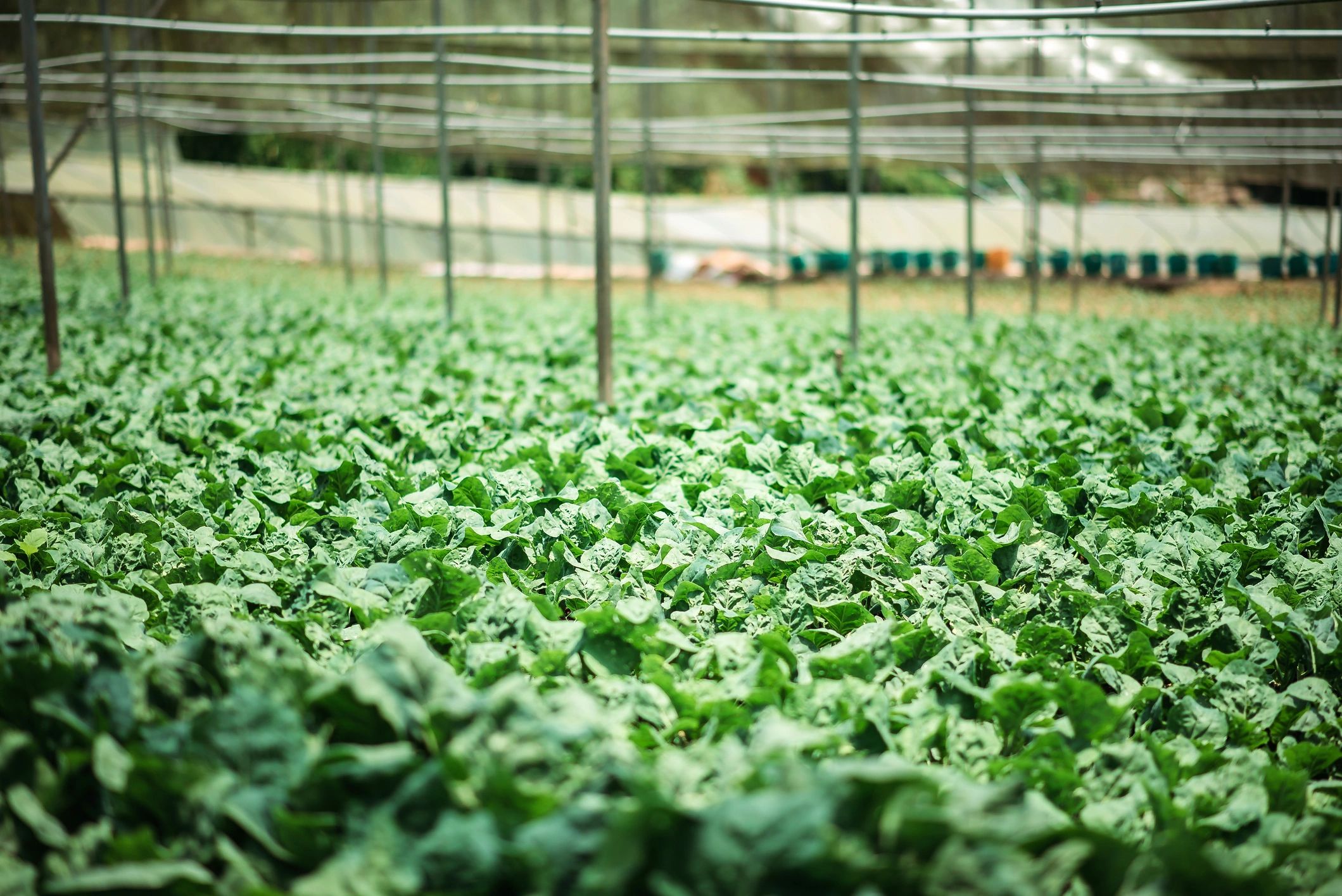 Rows of green crops in a greenhouse