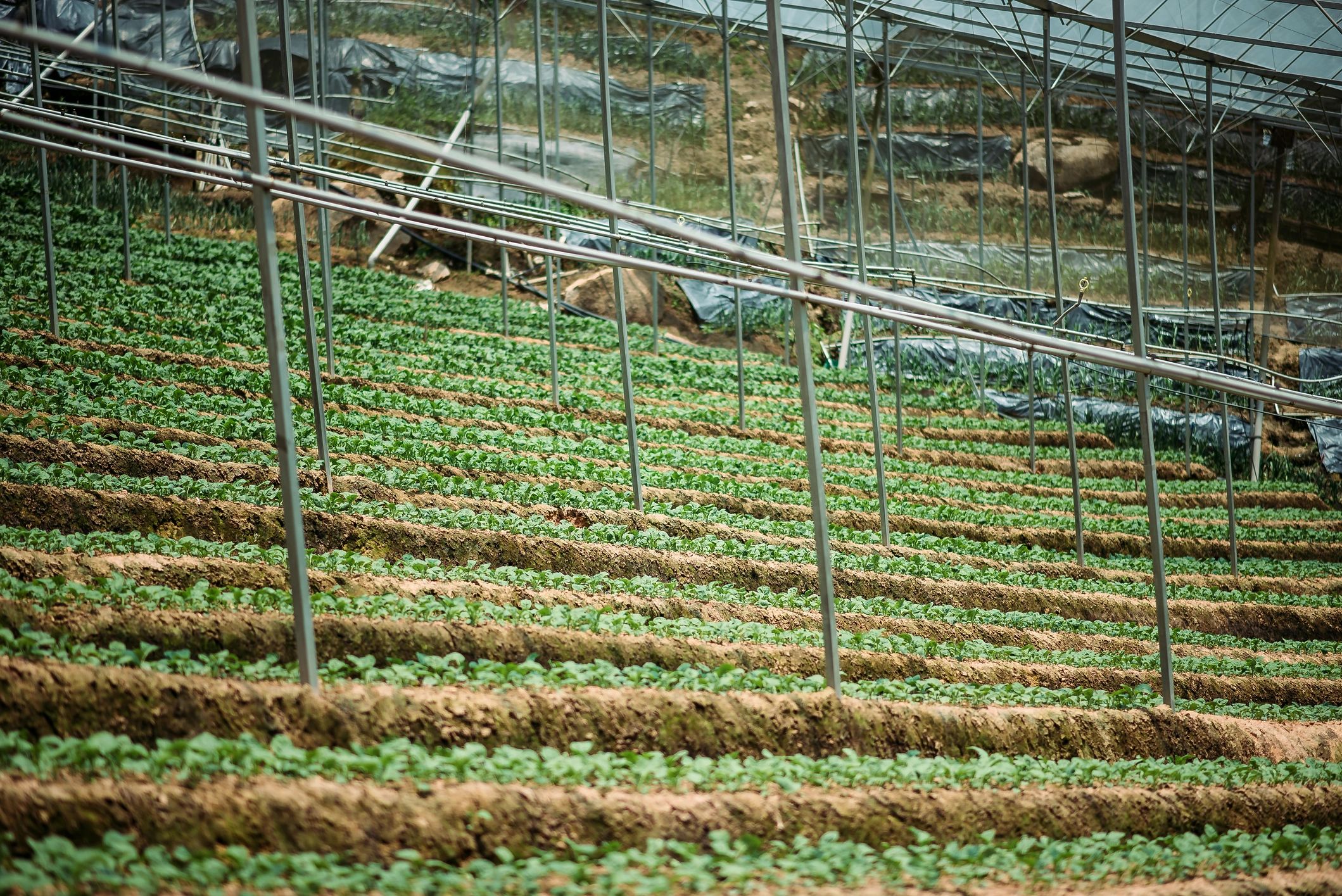 Healthy plants growing in a greenhouse