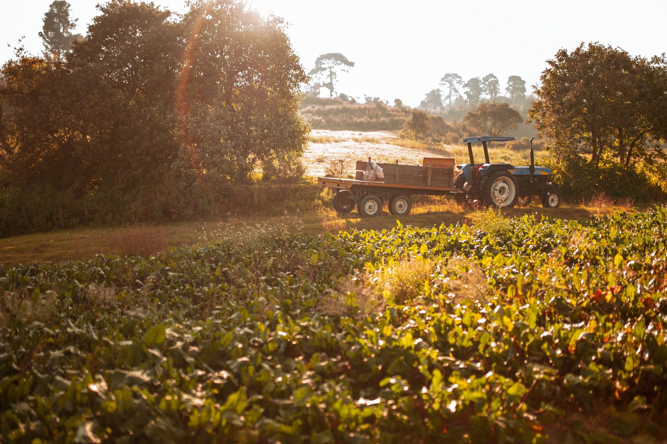 Sunrise view across a farm