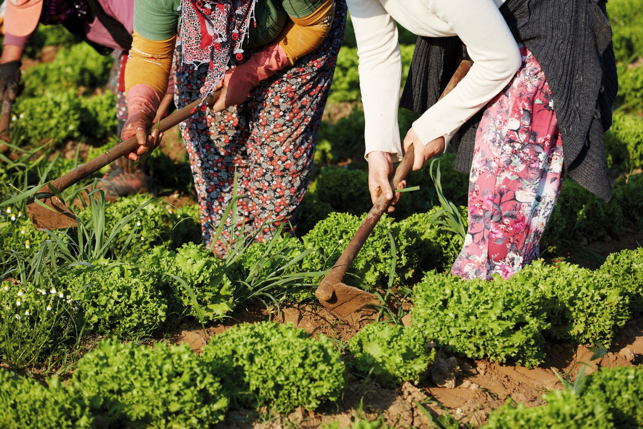 Agriculture worker portrait used as testimonial image