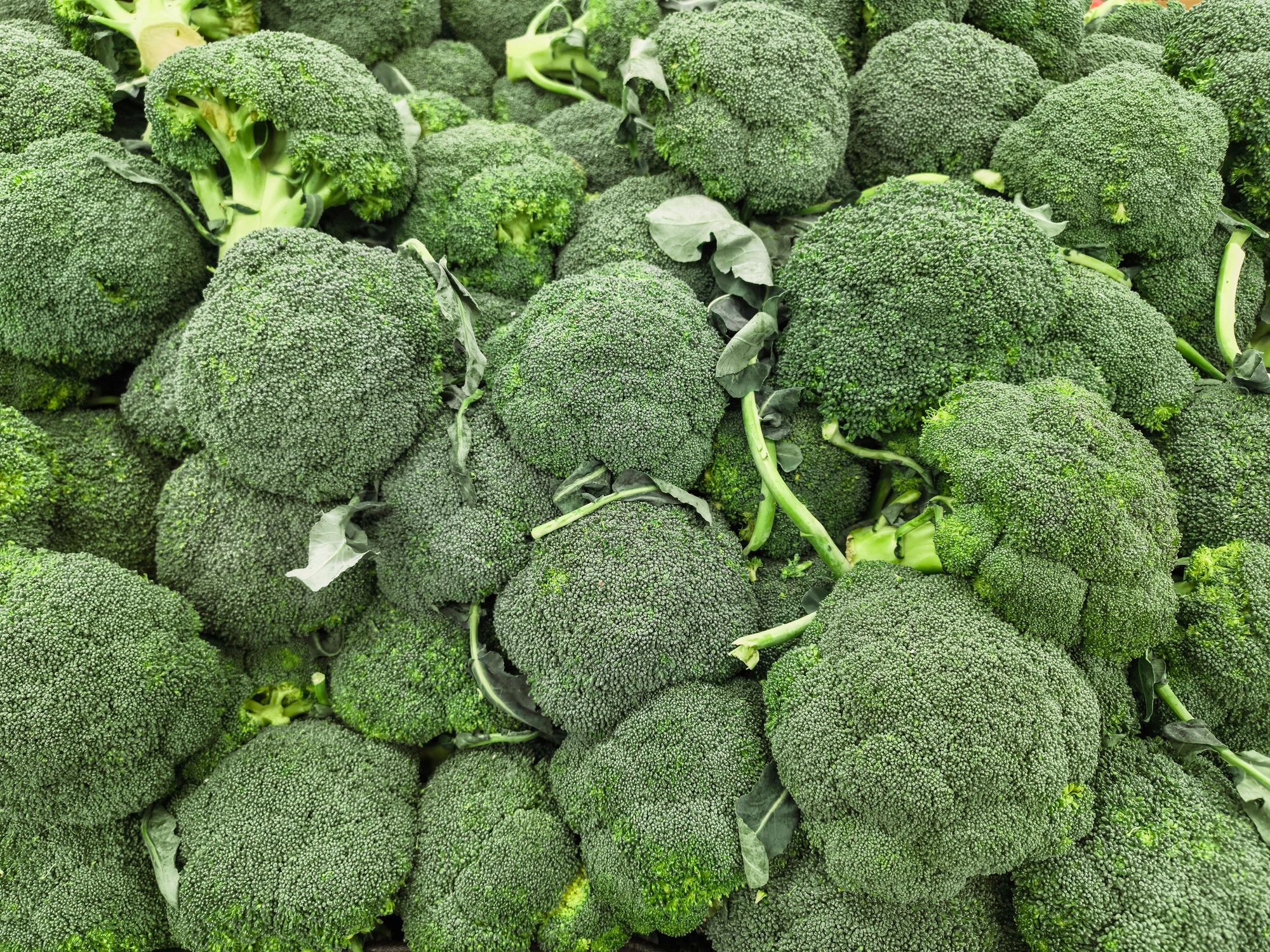 Fresh broccoli display