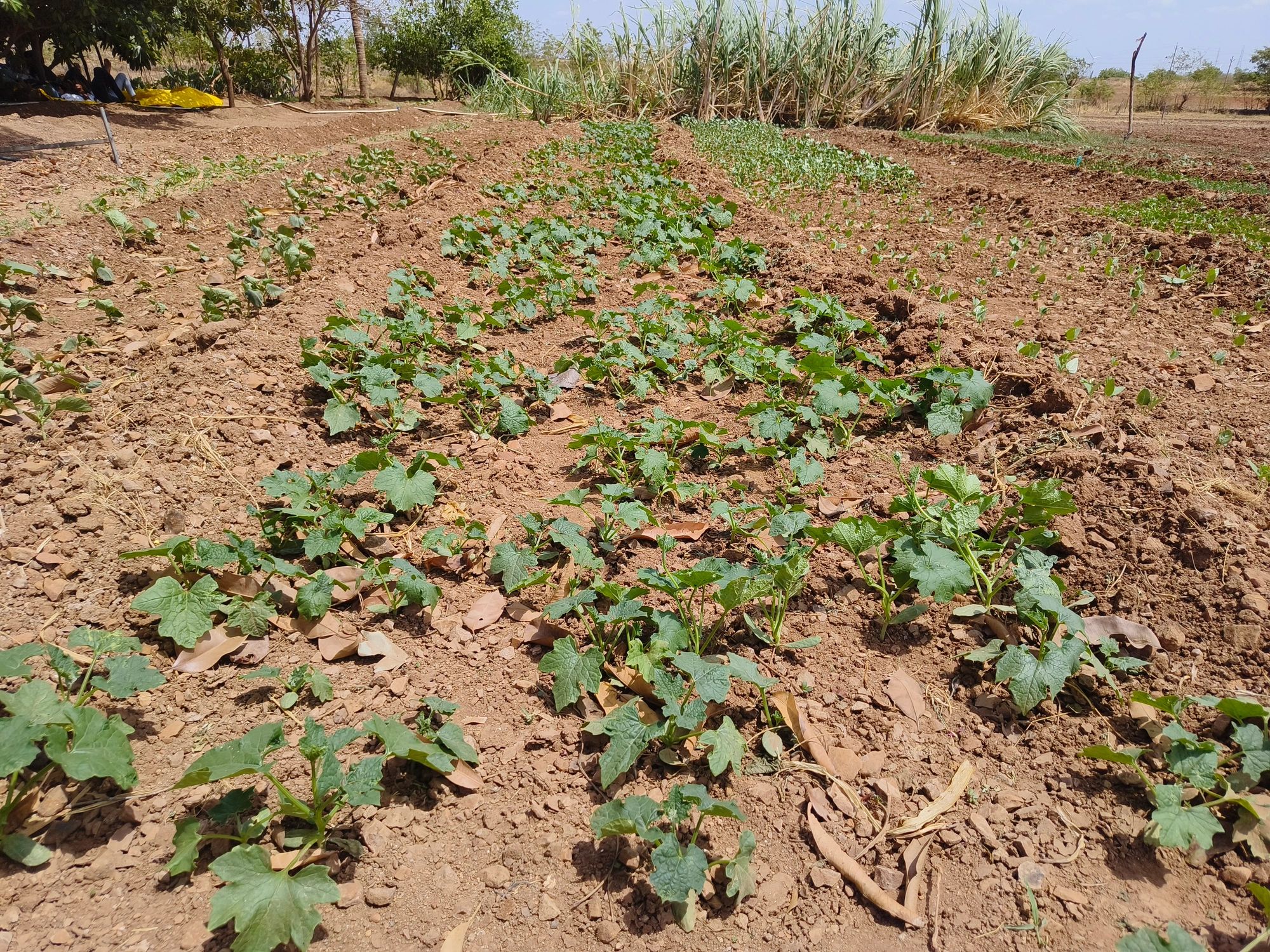 Young vegetable plants in cultivated rows
